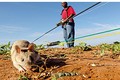 Đội chuột khổng lồ săn bom tinh nhuệ của châu Phi 