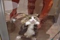 Đau bụng cười chuyện mèo sợ tắm táp 