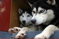 Khám phá gây kinh ngạc về giống chó Husky Sibir 
