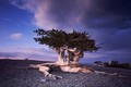 Điểm những thân cây cổ thụ "lão làng" nhất thế giới 