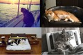Cuộc sống xa hoa của loài mèo khiến người "phát hờn" (1)