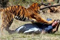 Những khám phá gây sốc về loài hổ hoang dã
