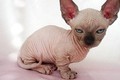 "Khóc thét" 10 giống mèo kì lạ nhất hành tinh