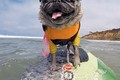 Ngộ nghĩnh những chú chó trong giải đua lướt sóng tại Mỹ