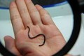 Khám phá cực thú vị về rắn giun tí hon của Việt Nam 