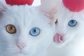 Mê mẩn với vẻ “thánh thiện” của cặp mèo song sinh hai màu mắt