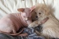 Tình bạn cảm động giữa chú chó xù và cô mèo "trần truồng"