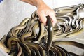 Khám phá cực thú vị về con lươn đặc sản Việt Nam