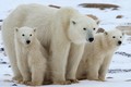 Không ngờ lông gấu Bắc Cực ẩn chứa nhiều điều thú vị đến vậy