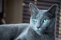 Khám phá loài mèo quý tộc có đôi mắt xanh đẹp “ma mị”