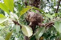 Sự thật "choáng" về cây bí kỳ nam có ở Việt Nam