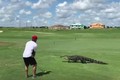Mỹ: Thanh niên thản nhiên chơi golf khi thấy cá sấu bò qua