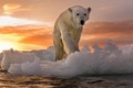 Tuyên bố sốc: Gấu Bắc Cực có thể biến mất vào cuối thế kỷ này