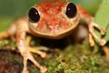 Phát hiện loài ếch mưa mới ở Panama: Quý hiếm sao? 