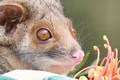 Tan chảy loạt ảnh động vật đáng yêu trong vườn thú Úc 