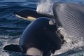 Sửng sốt bằng chứng cá voi sát thủ giết chết cá voi xanh