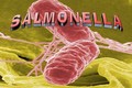 Ngộ độc cơm gà 358 người nhập viện, vi khuẩn Salmonella nguy hiểm sao?