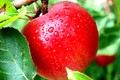 Ngừa ung thư hiệu quả bằng trái táo trong vườn