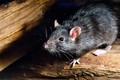 Tiết lộ cực choáng: Đại dịch "cái chết Đen" không phải do chuột gây ra
