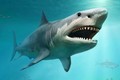 5 loài cá mập nguy hiểm nhất đại dương, nhìn phát hãi 