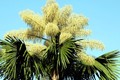 Những loài hoa trăm năm mới nở một lần: Có loài mọc đầy Việt Nam! 