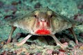 Kỳ thú loài cá có đôi môi đỏ rực, gợi cảm nhất hành tinh 