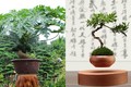 Những kiểu bonsai độc lạ làm nóng thị trường Tết 2017