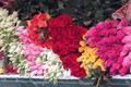 Giá hoa tươi tăng "nóng" trước dịp lễ Valentine 2017