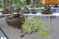 Ngắm những chậu bonsai mini trồng ngược đẹp mê mẩn 