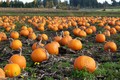 Ngắm cánh đồng bí ngô khổng lồ hàng nghìn quả mùa Halloween