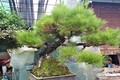 70 triệu đồng “siêu phẩm” phi lao bonsai ở Hà Nội