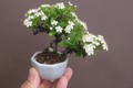 Ngắm bonsai hoa mini trang trí phòng làm việc siêu đẹp 