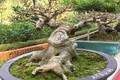 Kỳ dị loạt bonsai không lá thế độc hút hồn dân chơi 