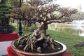 Khô như củi, lại không có lá, bonsai sanh cổ vẫn siêu đẹp 