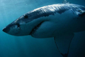 Cá mập trắng nặng nửa tấn nổi ngoài khơi New Jersey: Điều gì sẽ xảy ra?
