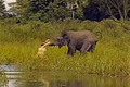 Video: Pha săn voi cực kỳ “bá đạo” của cá sấu