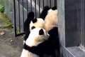 Video: Đàn gấu trúc rủ nhau “đào tẩu” khỏi vườn thú