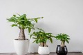 6 cây cảnh sinh tiền trồng trong sân, tài lộc nườm nượp kéo đến