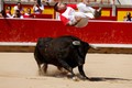 Đặc sắc cuộc đua với bò tót tại Tây Ban Nha 