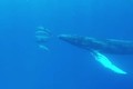 Kỳ lạ cá voi lưng gù tưởng nhầm mình là cá heo