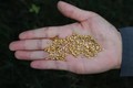 “Ăn gạch” vì ném 1.000 hạt gạo làm từ vàng vào thùng rác