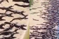 Thực hư cá sấu “xâm chiếm” bãi biến Brazil khiến dân tình hết hồn 