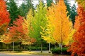 Vì sao lá cây thay đổi màu sắc vào mùa thu?