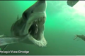 Cận cảnh cú đớp mồi kinh hoàng của cá mập