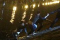 Thanh niên “ngáo đá” nhảy xuống sông 141 HN buộc phải nổ súng