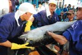 Làng câu cá ngừ đại dương kiếm 1.000 tỷ mỗi năm ở miền Trung 