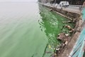 Dân hoảng hốt vì nước hồ Tây chuyển màu xanh bất thường