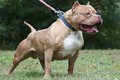 Chó Pitbull cắn chết người ở Long An: Chủ chó phải chịu trách nhiệm thế nào?