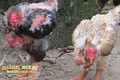 Loài gà độc nhất thế giới ở Việt Nam: Dân mạng quốc tế trầm trồ, chuyên gia ẩm thực ngỡ ngàng