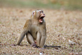 4 cá thể khỉ quý hiếm sao dân giao ngay cho VQG Vũ Quang?